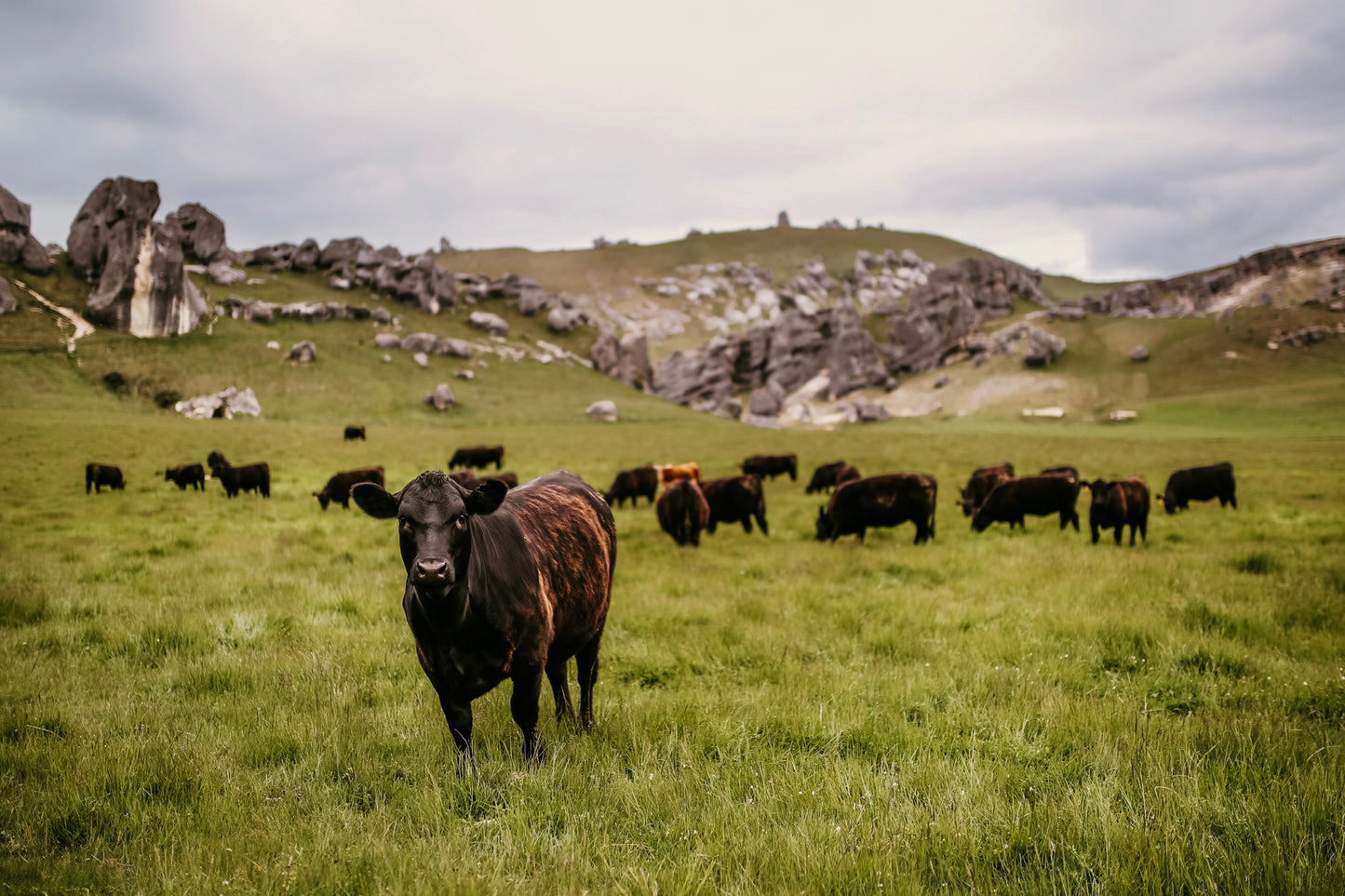 "Ferme Néo-Zélandaise"